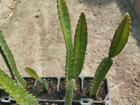 Hylocereus megalanthus - yellow dragon fruit (syn. Selenicereus m.) Hylocereus megalanthus - yellow dragon fruit (syn. Selenicereus m.)