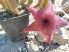Stapelia grandiflora