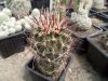 Sclerocactus whipplei SB736