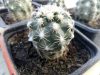 Sclerocactus mesae-verdae (Coloradoa mesae-verdae) Sclerocactus mesae-verdae (Coloradoa mesae-verdae)