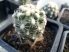 Sclerocactus mesae-verdae (Coloradoa mesae-verdae)
