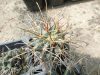 Sclerocactus uncinatus subsp. wrightii JRT4311