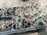 Sclerocactus uncinatus subsp. wrightii JRT4311