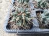 Sclerocactus uncinatus PP829 (syn. Glandulicactus uncinatus)