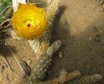 Pterocactus megliolii MK1103
