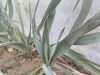 Yucca pallida