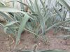 Yucca pallida