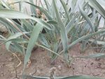 Yucca pallida