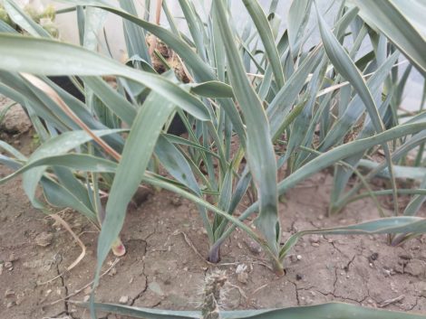Yucca pallida