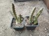 Stapelia incomparabilis