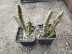 Stapelia incomparabilis