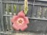 Stapelia incomparabilis