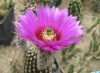 Echinocereus reichenbachii subsp. perbellus JRT301 - 20 mag