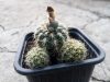 Gymnocalycium bruchii Tres Cascadas, Córdoba, Argentina