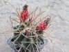 Sclerocactus uncinatus subsp. wrightii - 20 seeds