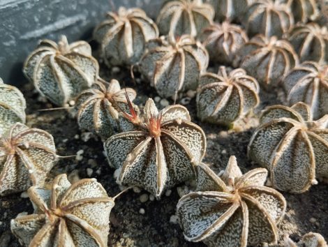 Astrophytum capricorne var. minor SB323