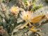 Pterocactus tuberosus x valentini