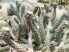 Pterocactus tuberosus x valentini