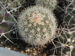Echinocereus dasyacanthus LZ514