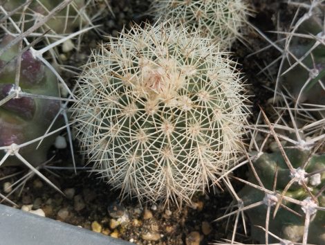 Echinocereus dasyacanthus LZ514