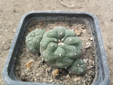 "Ariocarpus" jourdaniana (2.) "Ariocarpus" jourdaniana (2.)