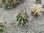 Echinopsis leucantha JN1786