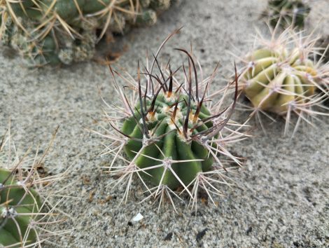 Echinopsis leucantha JN1786