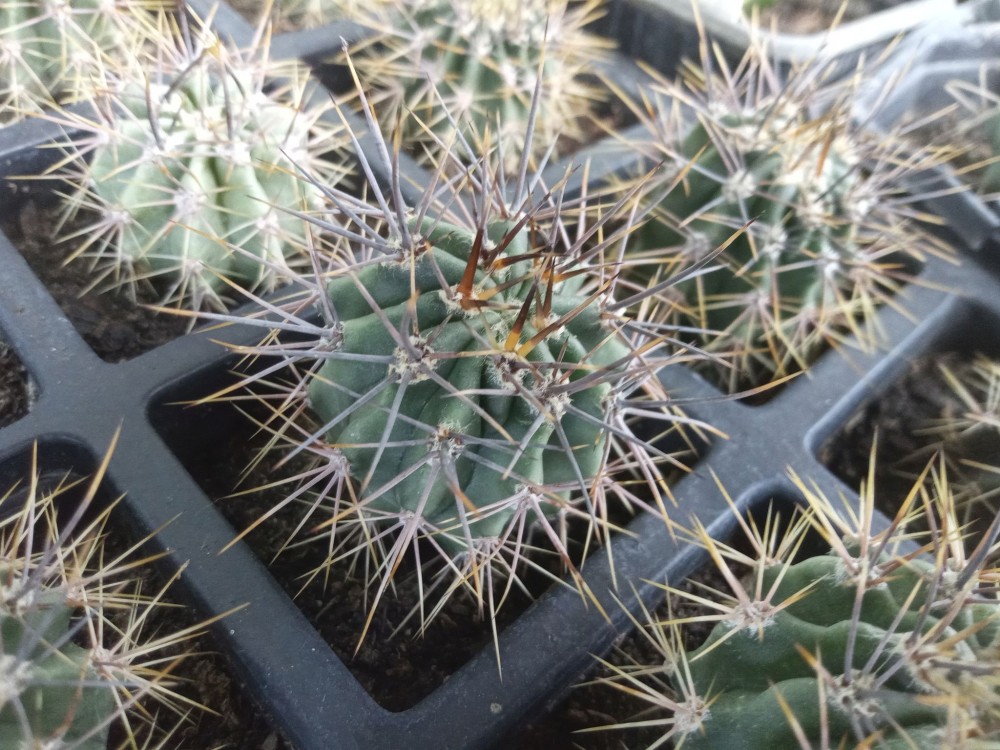 Echinopsis leucantha JN1786 - CactusShop.eu