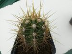 Echinopsis candicans JN436 (Trichocereus candicans)