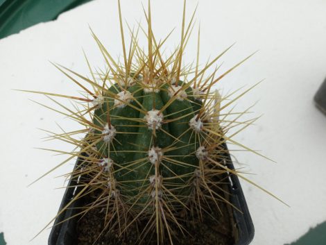 Echinopsis candicans JN436 (Trichocereus candicans)