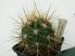 Echinopsis candicans 978 (Trichocereus candicans)