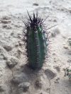 Cereus aethiops JN434