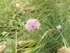 Metélőhagyma (Allium schoenoprasum) - 100 mag Metélőhagyma (Allium schoenoprasum) - 100 mag