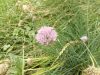 Chives, Flowering Onion, Wild Chives (Allium schoenoprasum) - 100x seeds