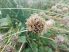 Chives, Flowering Onion, Wild Chives (Allium schoenoprasum) - 100x seeds