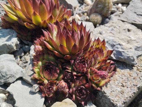 Sempervivum (red)