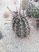 Echinocereus fendleri VVZ191 Tres Hermanas Mts., NM, USA