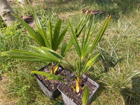 Trachycarpus wagnerianus
