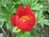 Paeonia peregrina - 10 mag