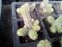 Chamaecereus silvestrii (Echinopsis chamaecereus)