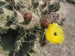 Tunilla soehrensii RH2222B
