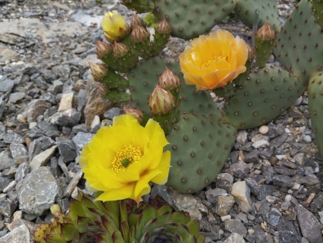 Opuntia aurea