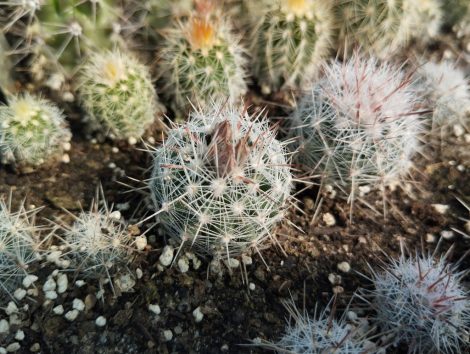 Escobaria dasyacantha SB907