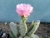 Opuntia basilaris var. heilii Opuntia basilaris var. heilii