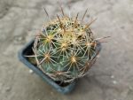 Coryphantha cornifera (syn. C. impexicoma)