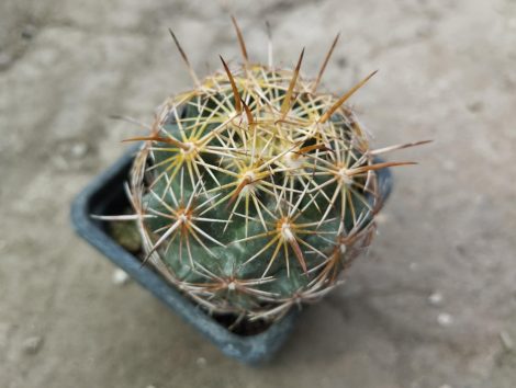 Coryphantha cornifera (syn. C. impexicoma)