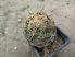 Coryphantha cornifera (syn. C. impexicoma)