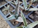 Agave montana