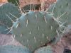 Opuntia tortispina DJF1060.17 (EU SHIPPING ONLY!)