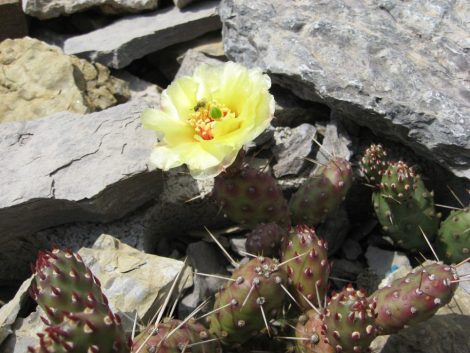 Opuntia fragilis f. denudata